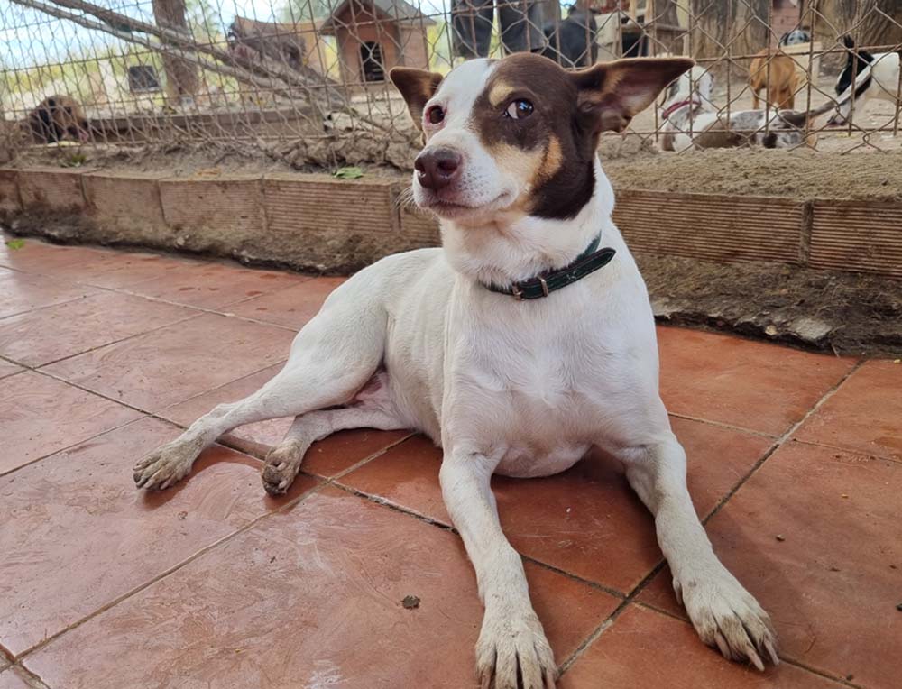 CUQUI