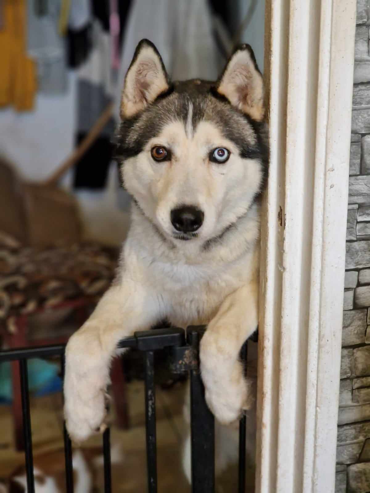 Pablo