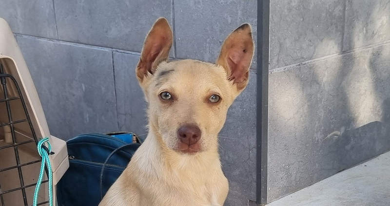 Frisón