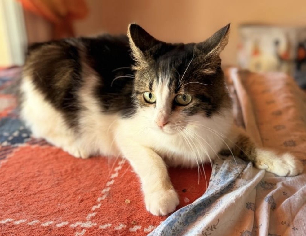 Pepita