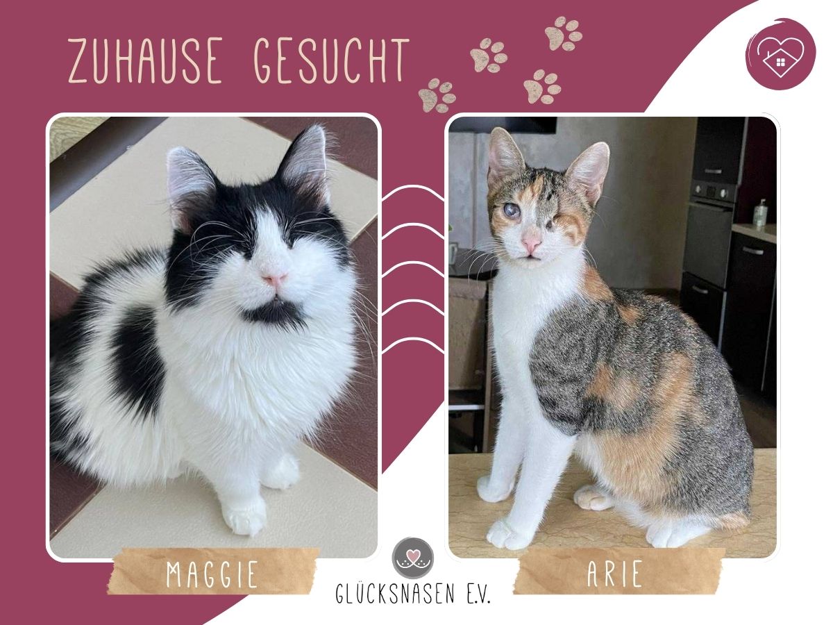Arie und Maggie möchten reisen