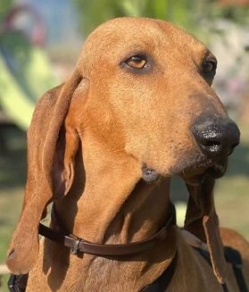 PADINO