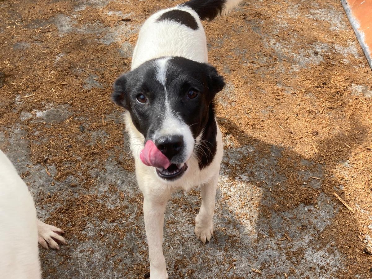 💗Maggie sucht Geborgenheit 🐾💗