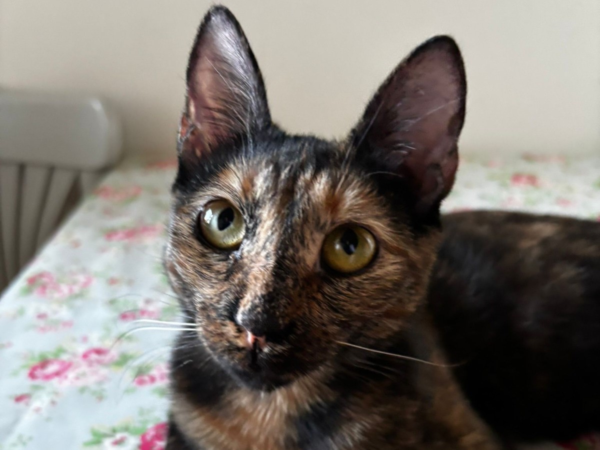 😺Fröhliche Nutella sucht Dich😺
