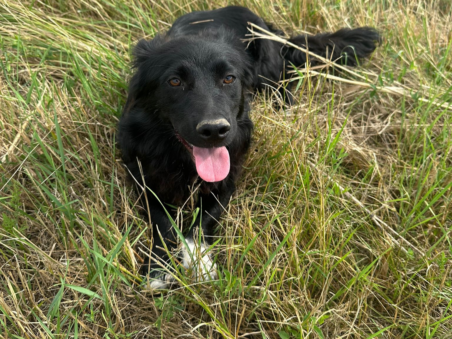 🌸Sanftes Hundemädchen Maggie🌸