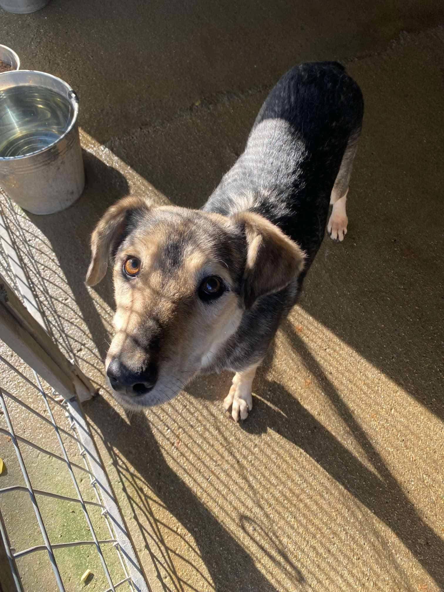 Sunshine 🐾🐕