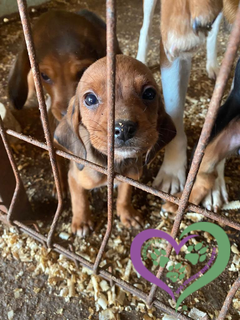 SOS Vergessene Pfoten Tierschutz e.V.