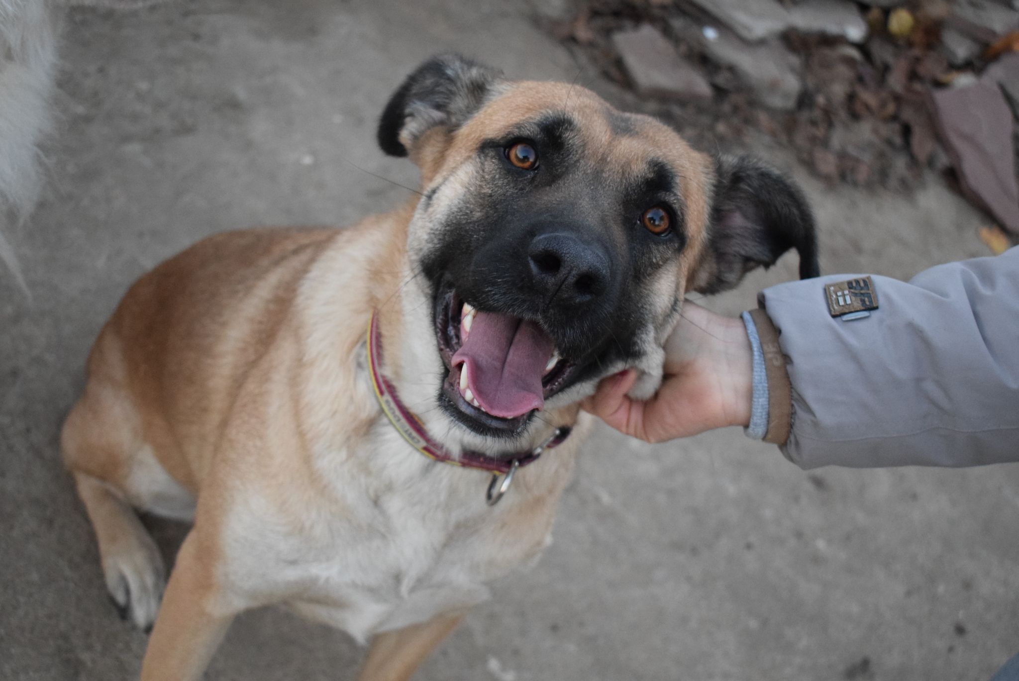 NELLI