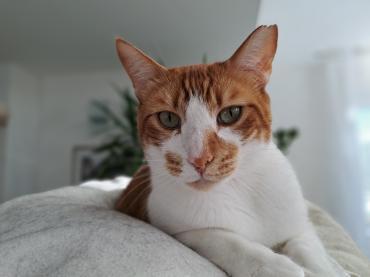 Einzelprinz Carlo