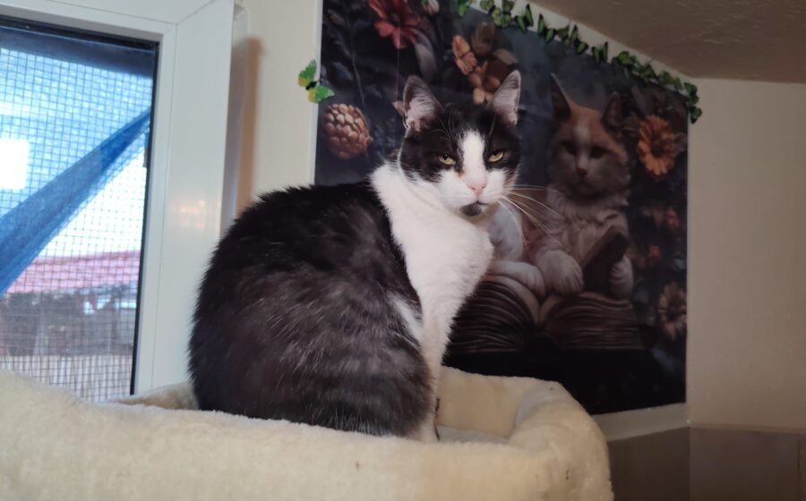 Smo