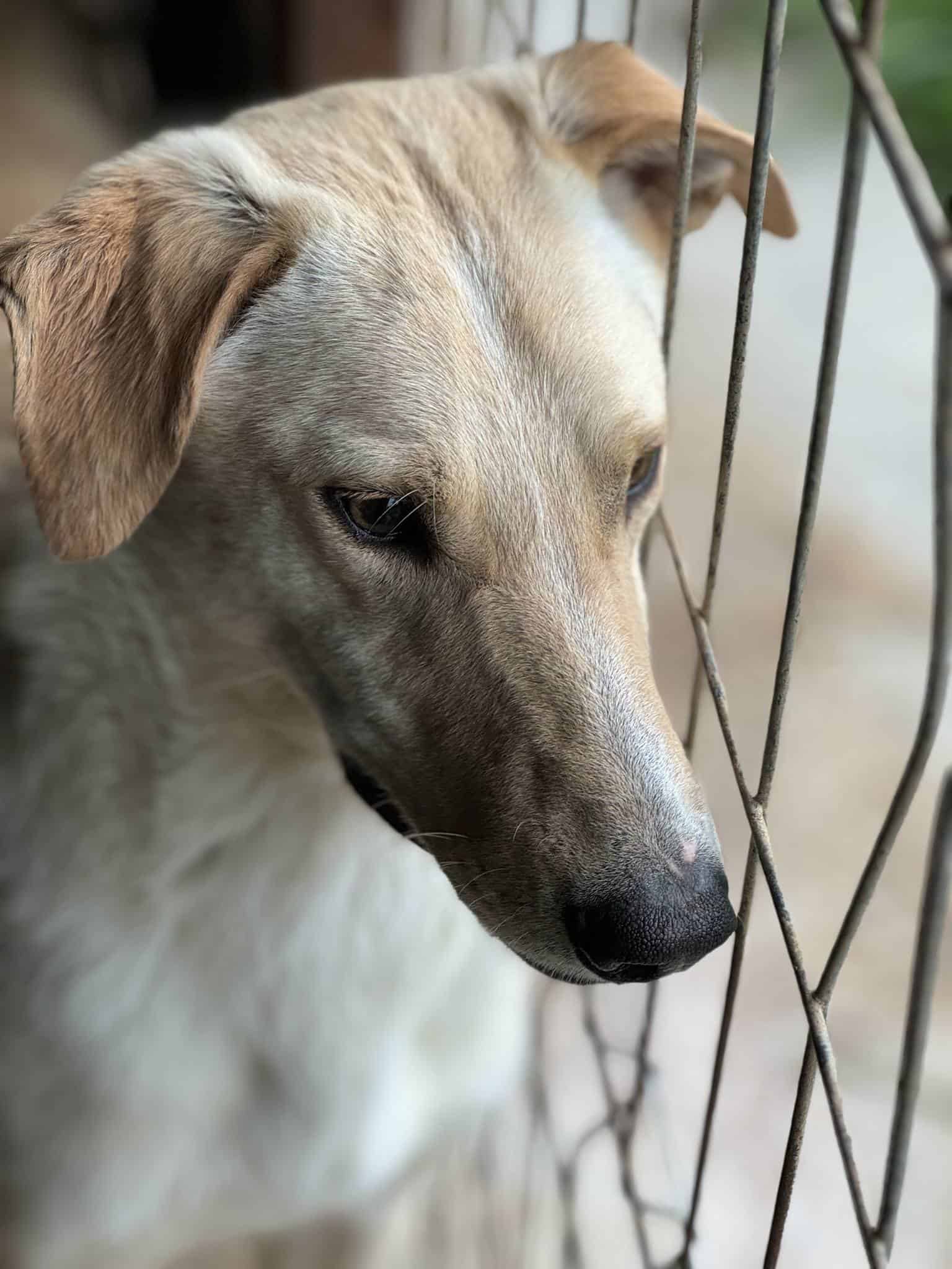 Tamino