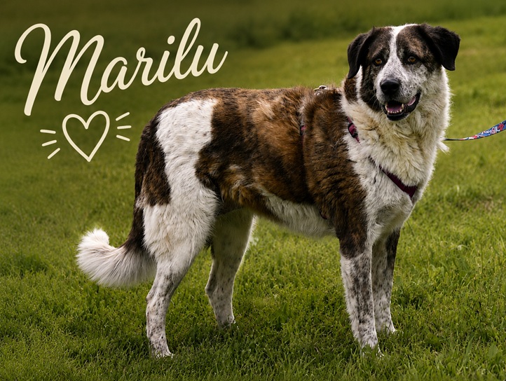 Marilu - voller Liebe
