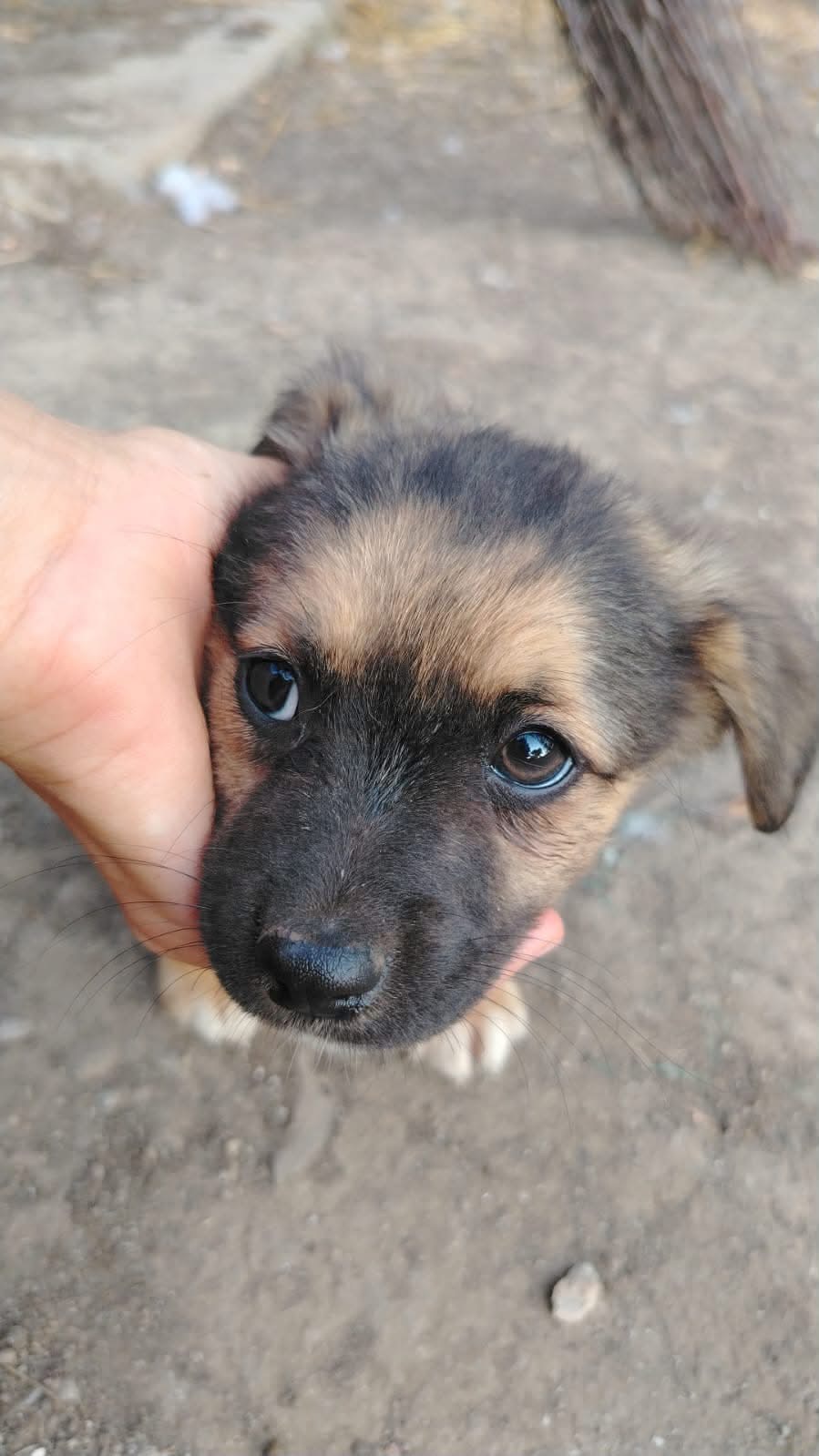 Mirko 🐾🐕