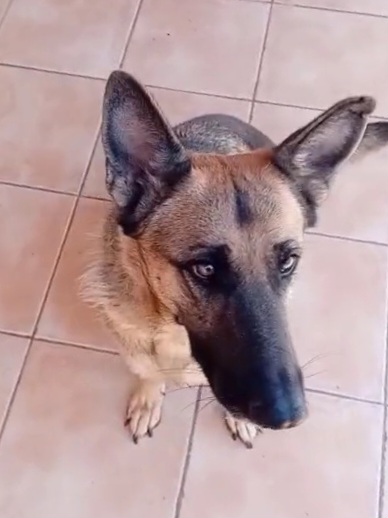 Sheila