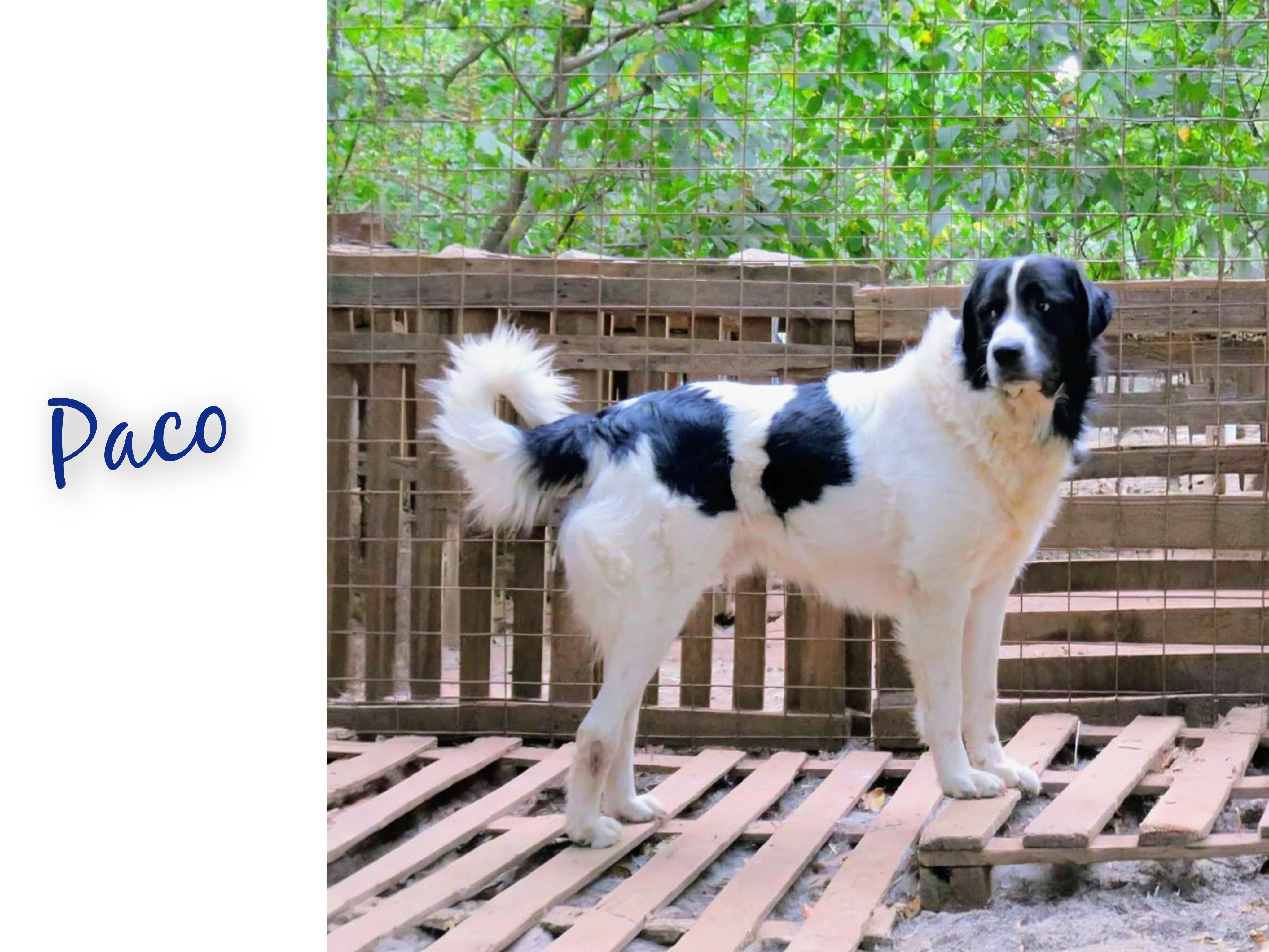 Paco
