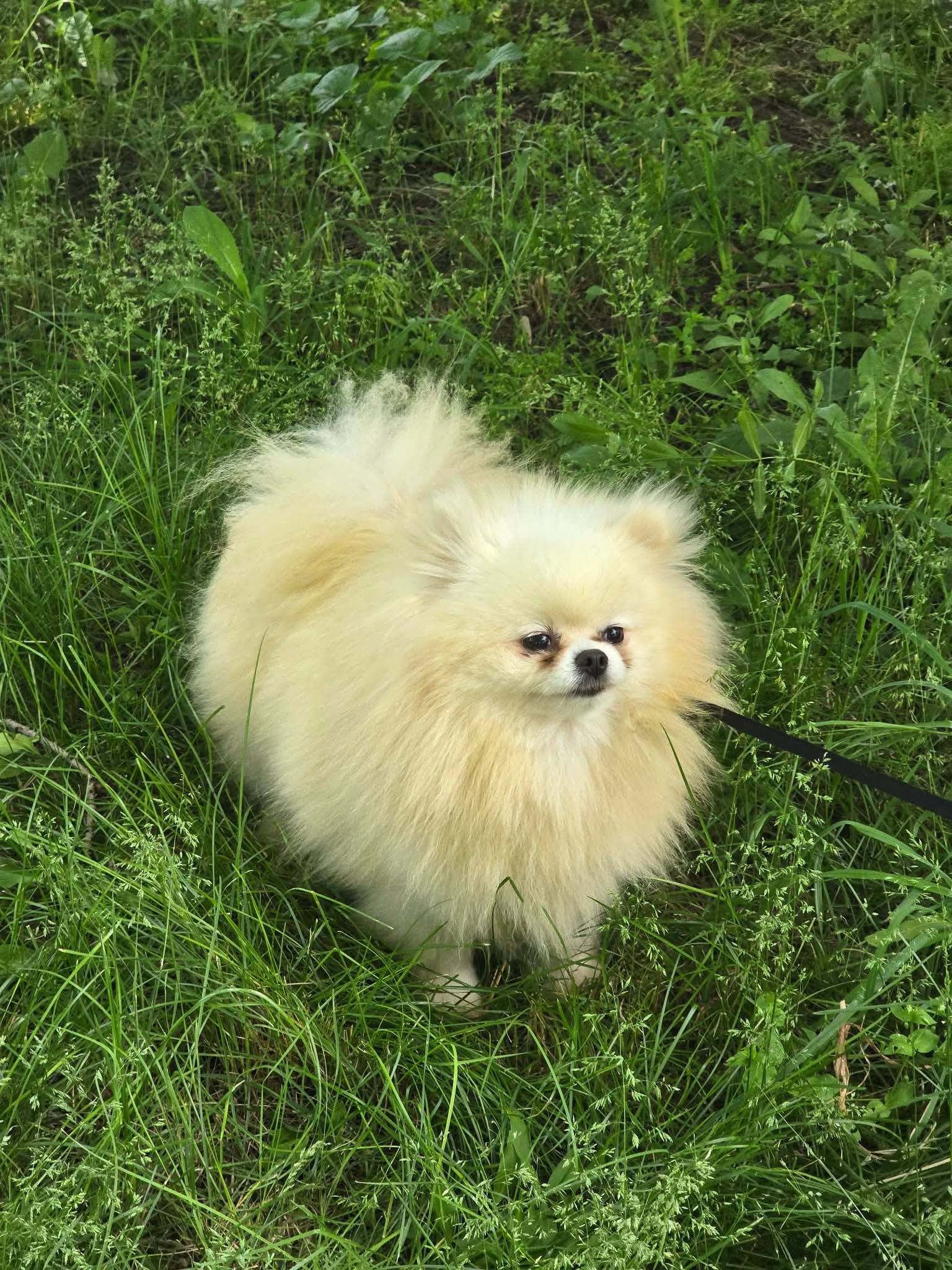 Vanilla ❤️