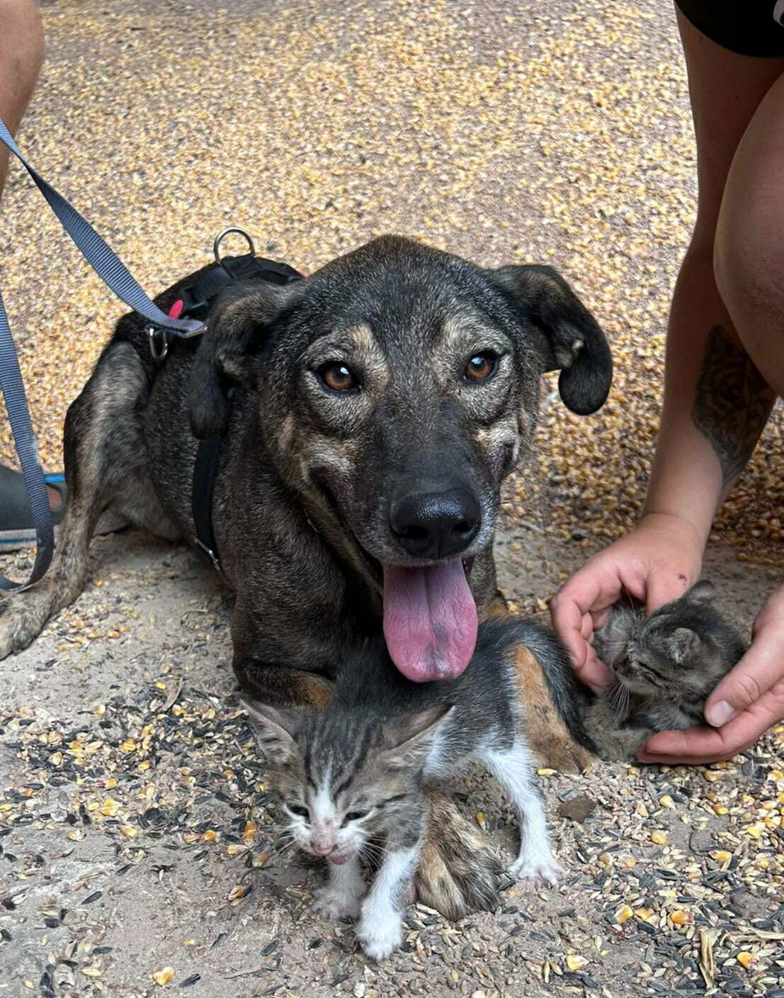 Rocco🐾ruhiger Rüde