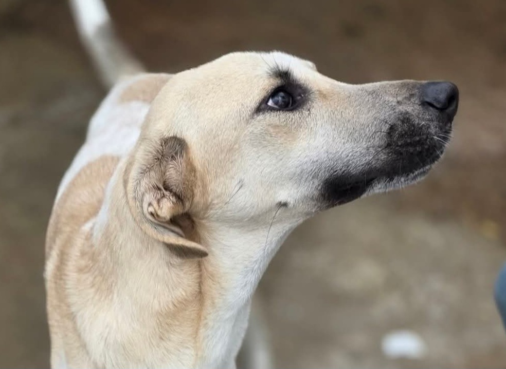 Tobi - wurde fast erschlagen