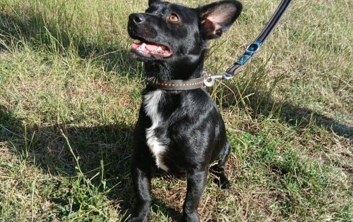 Herzenshund Filou