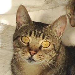 Tini