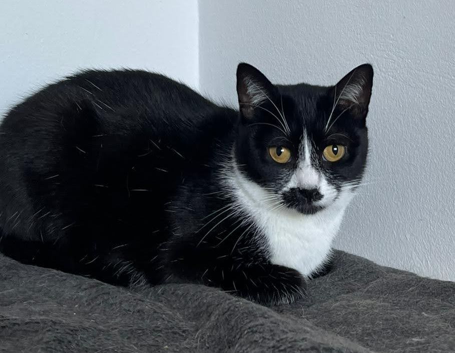 NOTFALL ❤️Einzigartige Dora❤️