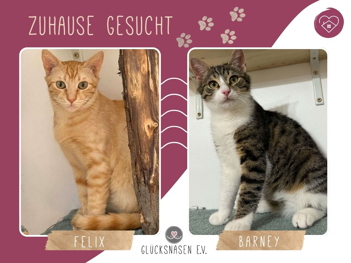Felix und Barney warten