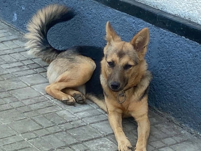Tini