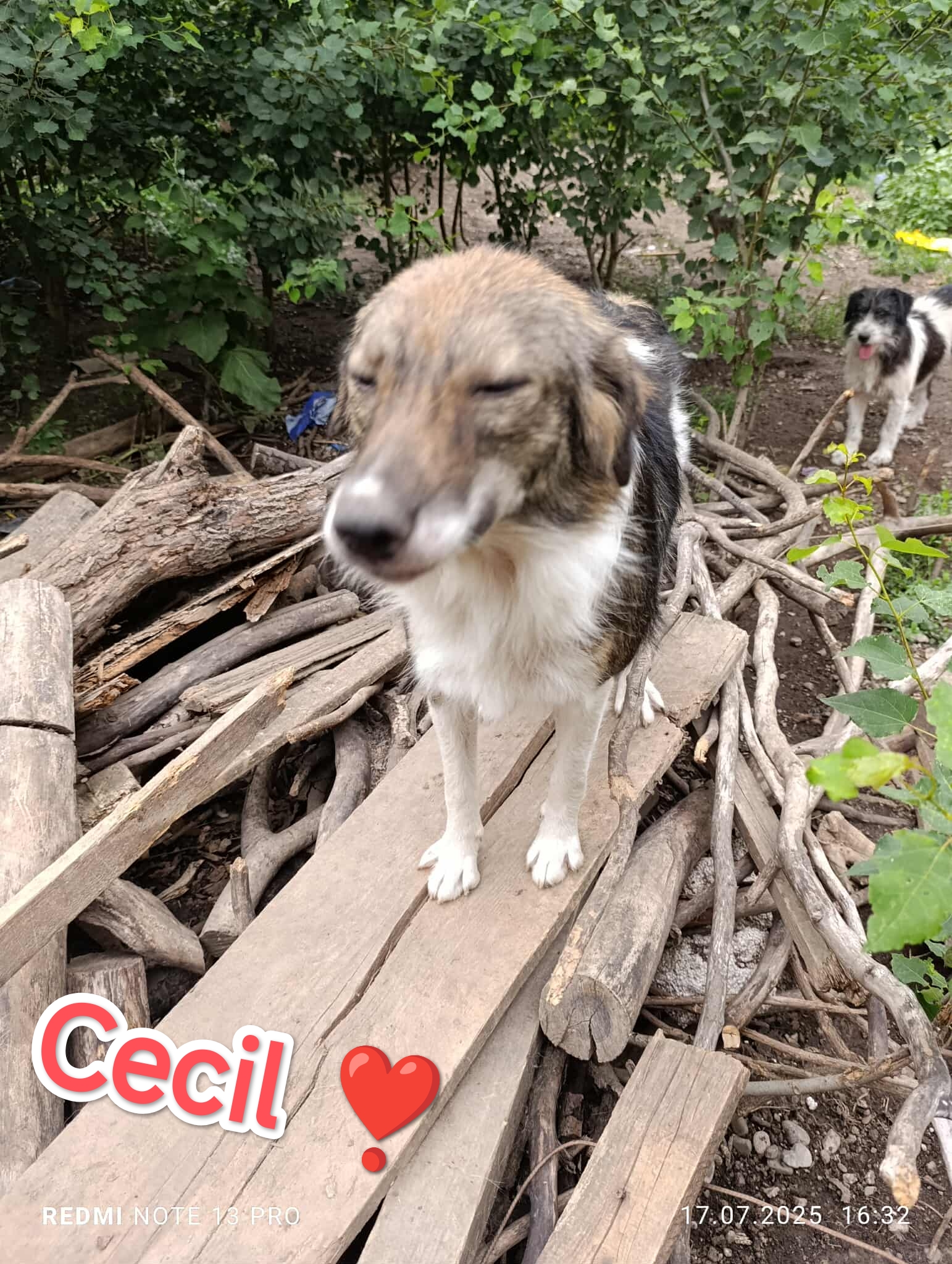 Cecil