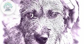 Tötungshunde - wir wollen leben e.V.