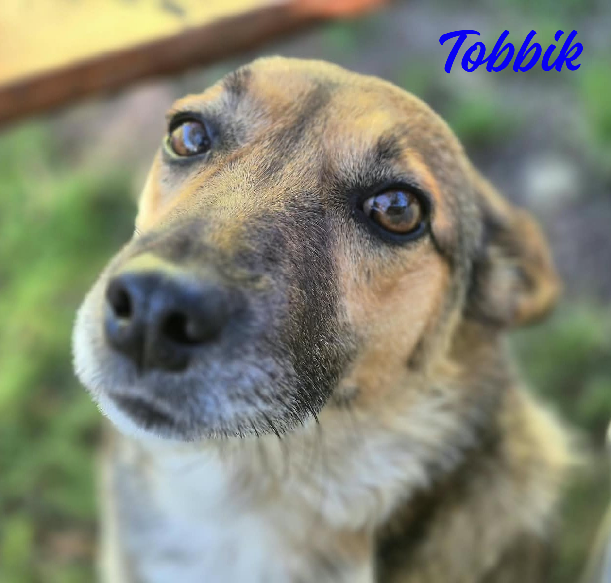 Tobbik VERMITTLUNGSHILFE