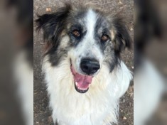 Poncio