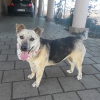 Kiko