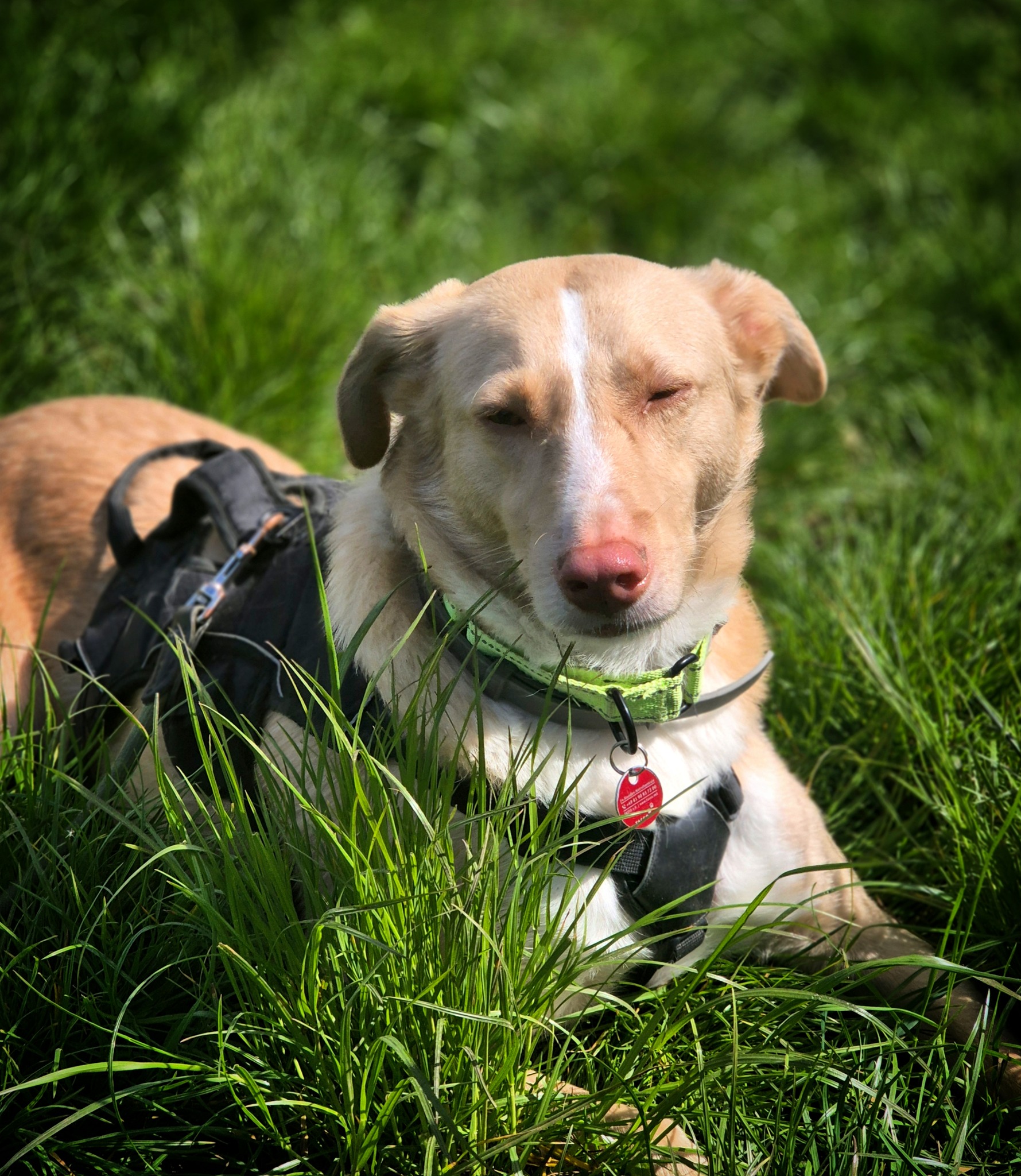 Cream ❤️ - sucht aus 55483