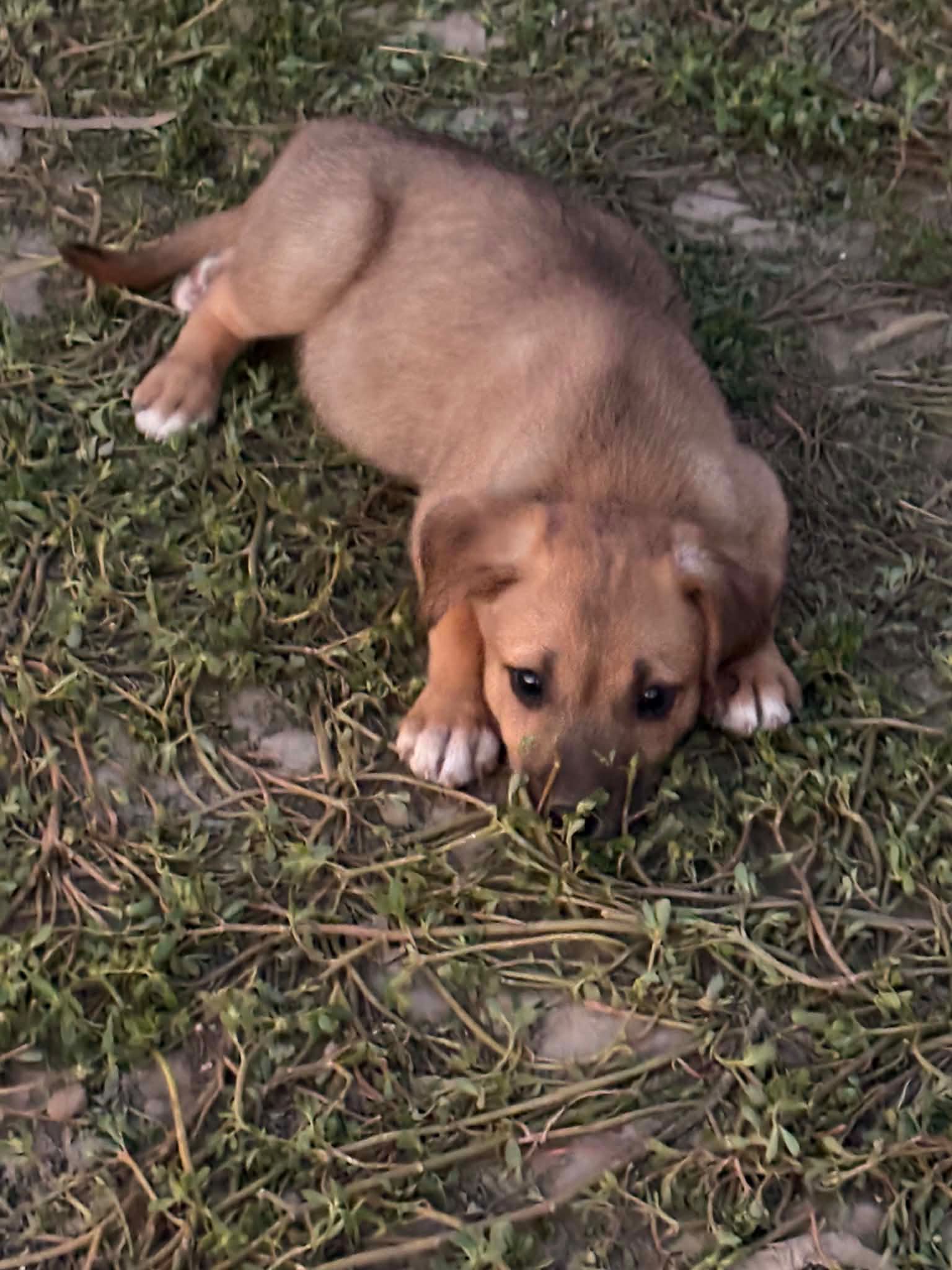 Gustav 🐾🐶