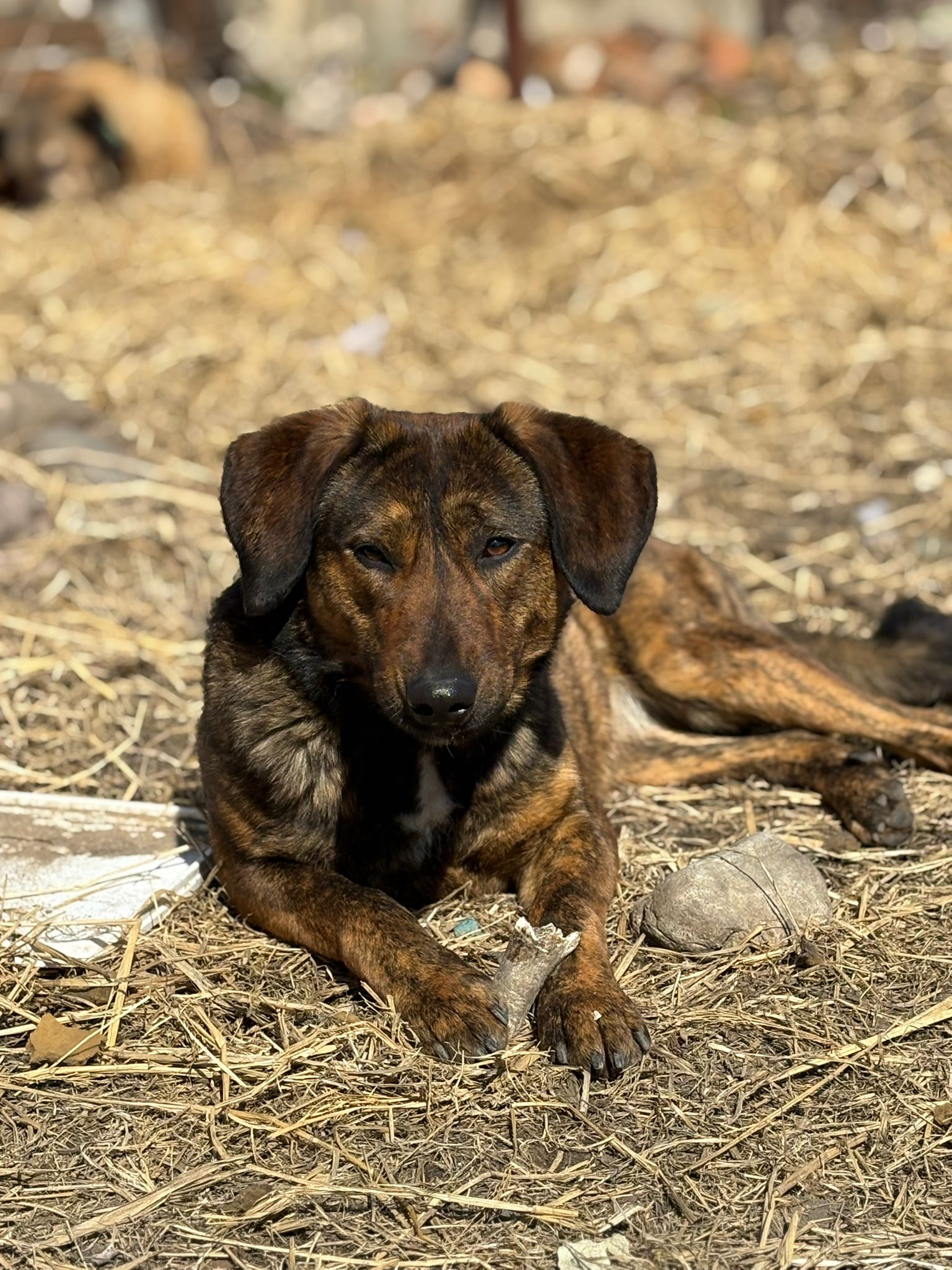 Kona