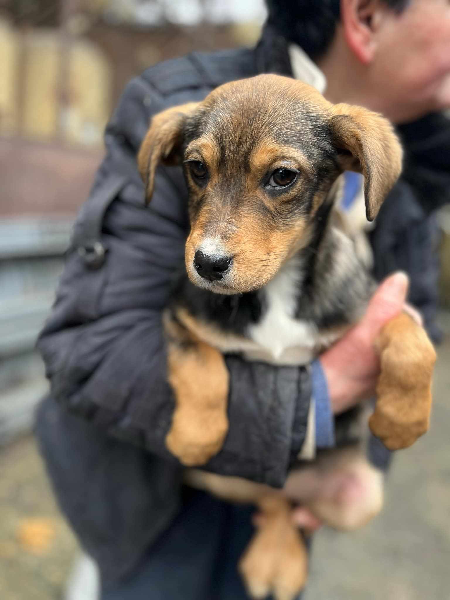 Diana