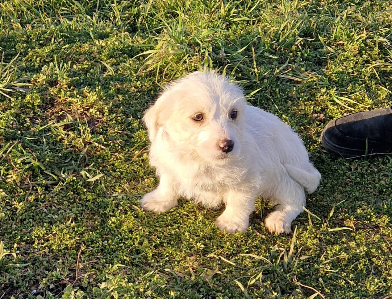Blanca