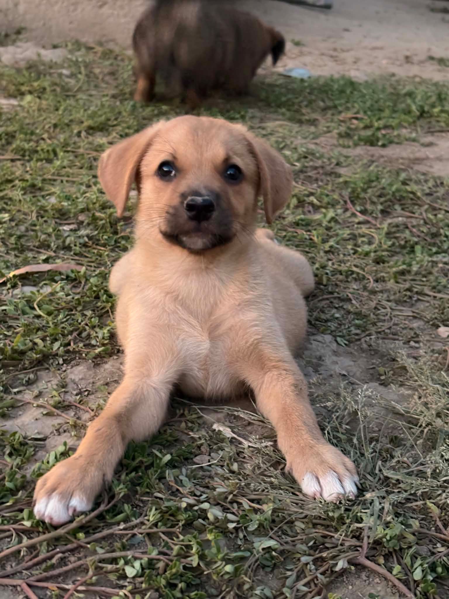Hector 🐾🐕