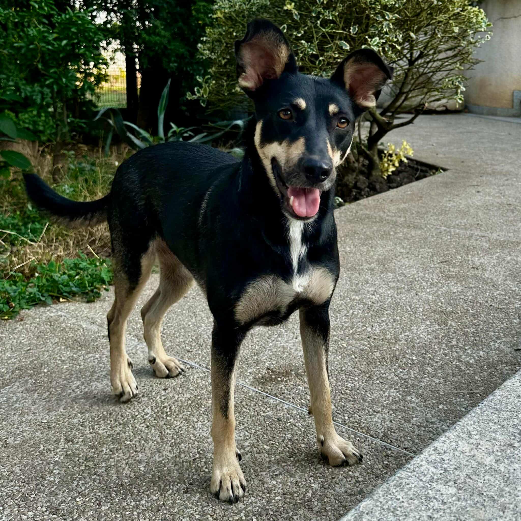 FRIEDA