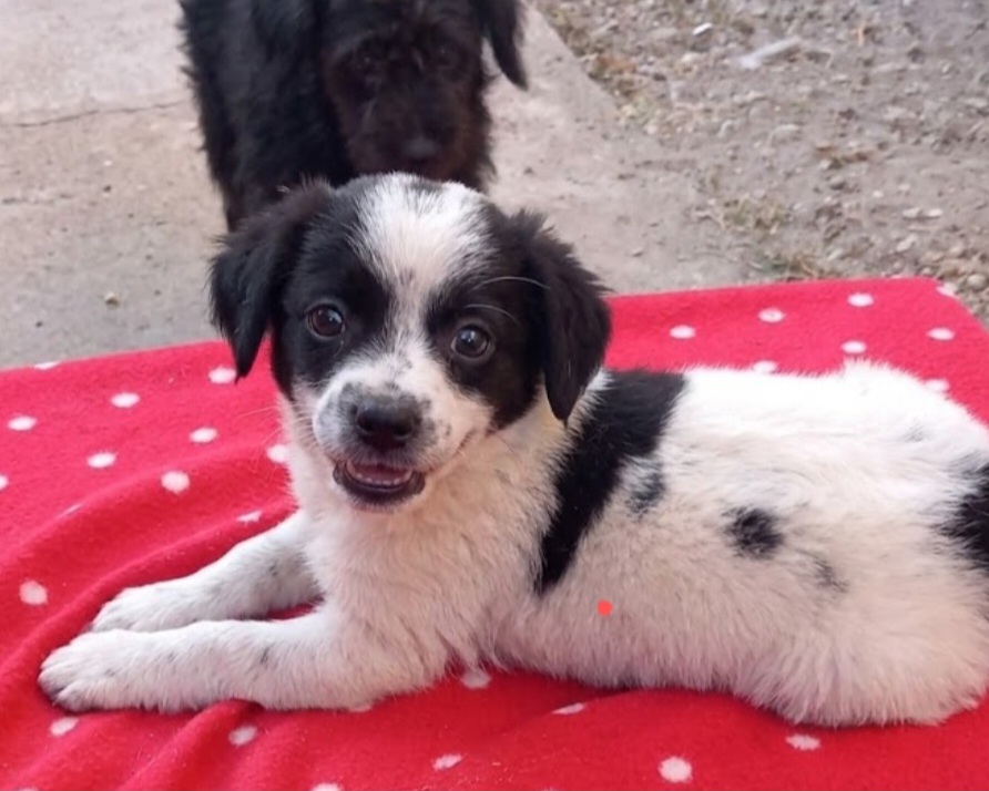 Milo 💕neugierig & verspielt