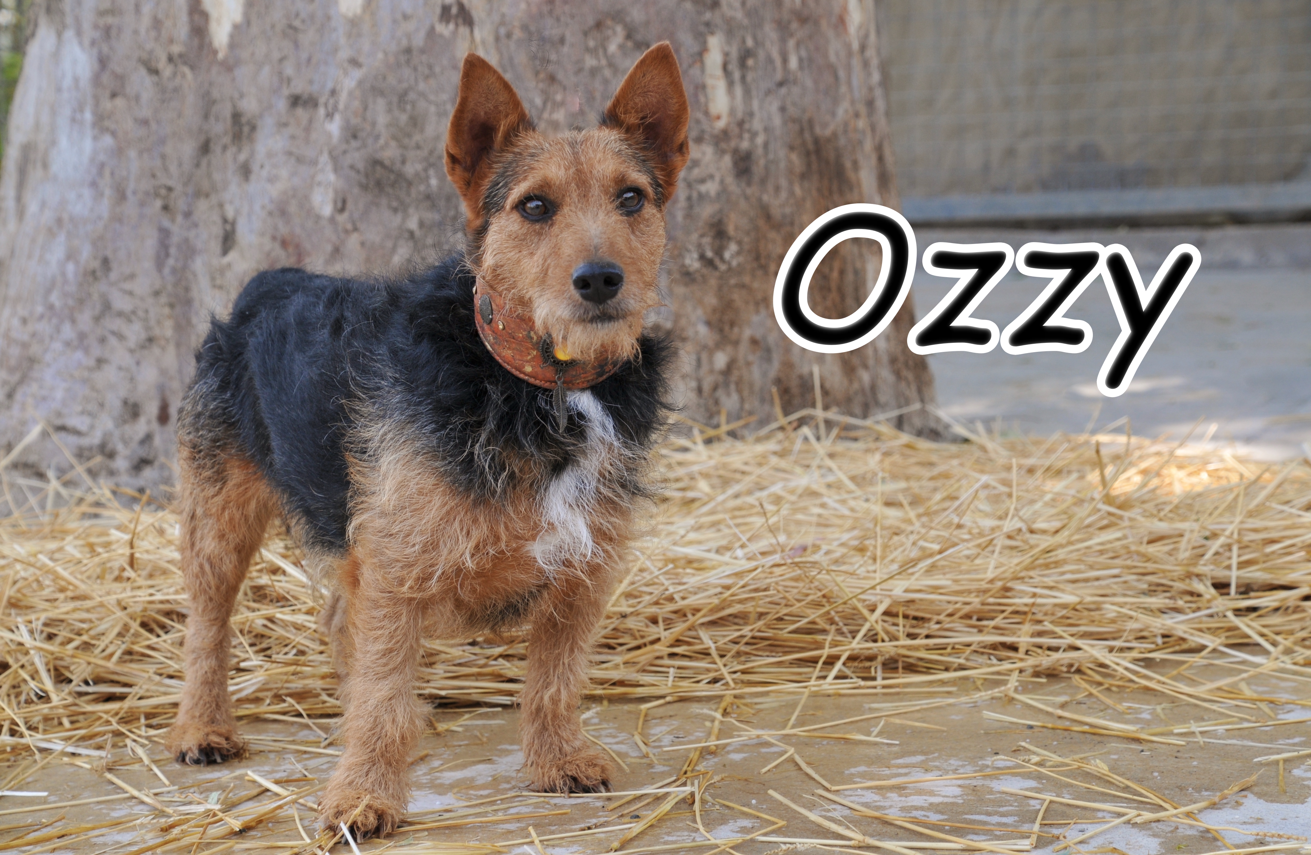 Ozzy
