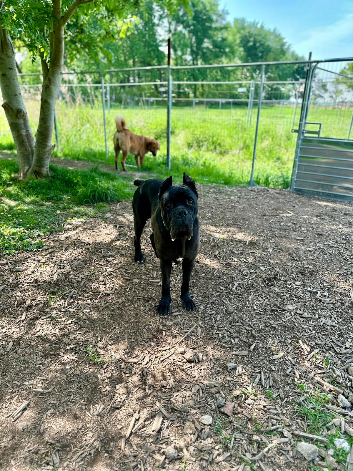 🐶Besonderer Bono sucht Glück🐶