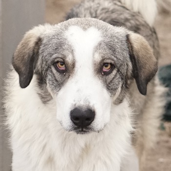 Balou