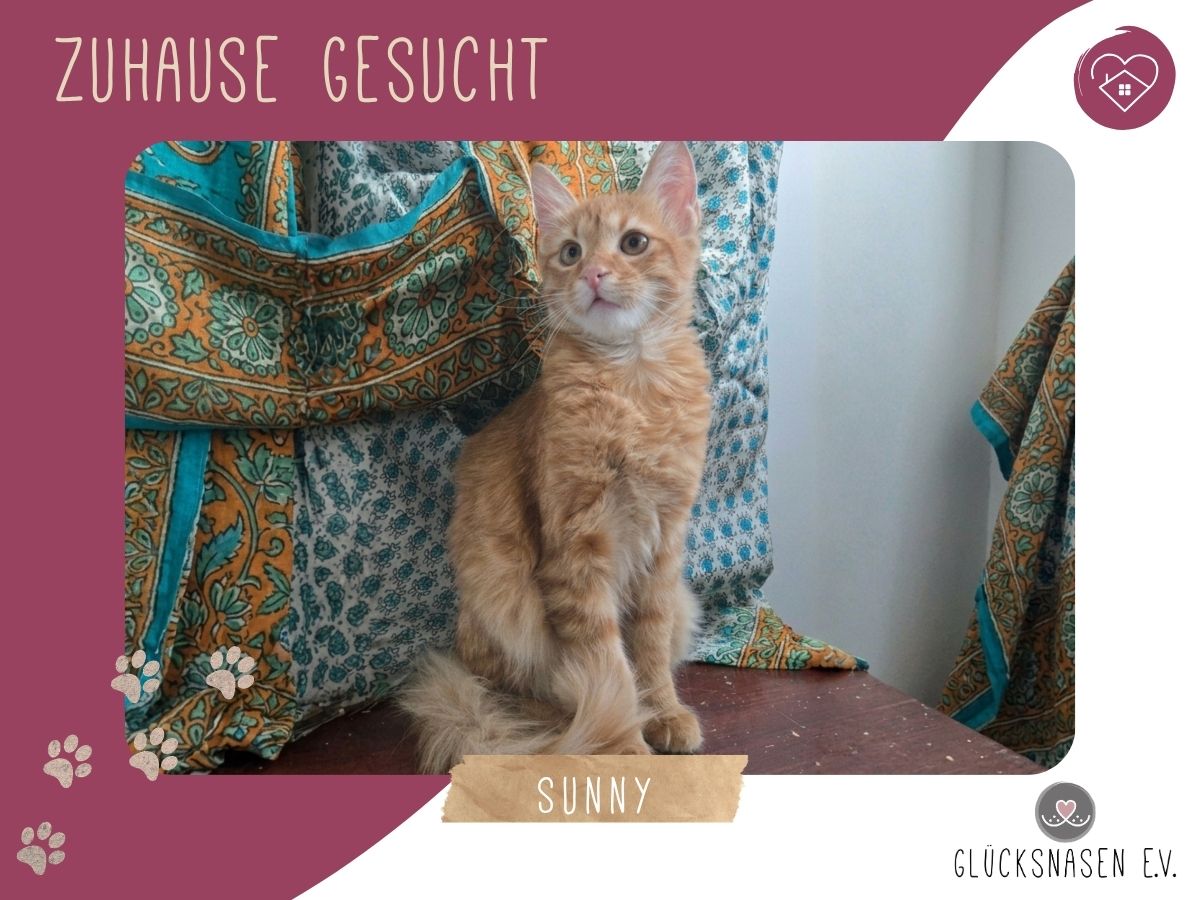 Sunny möchte gern reisen
