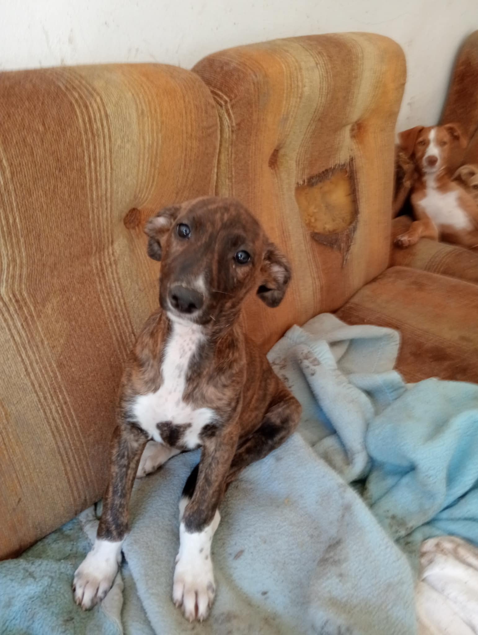 KIKA