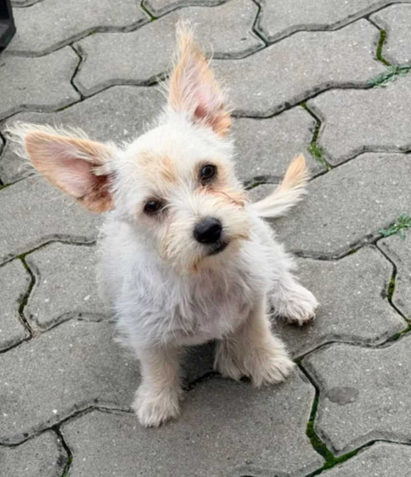 Yoda