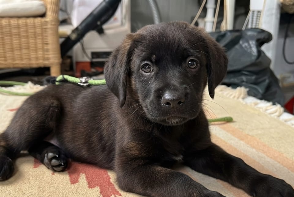Little Lady