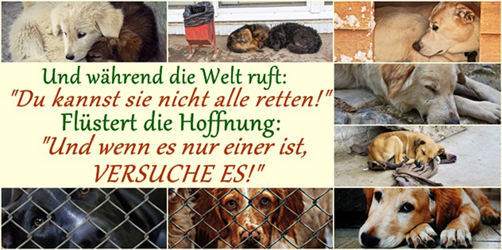 Rumänienhunde e.V.
