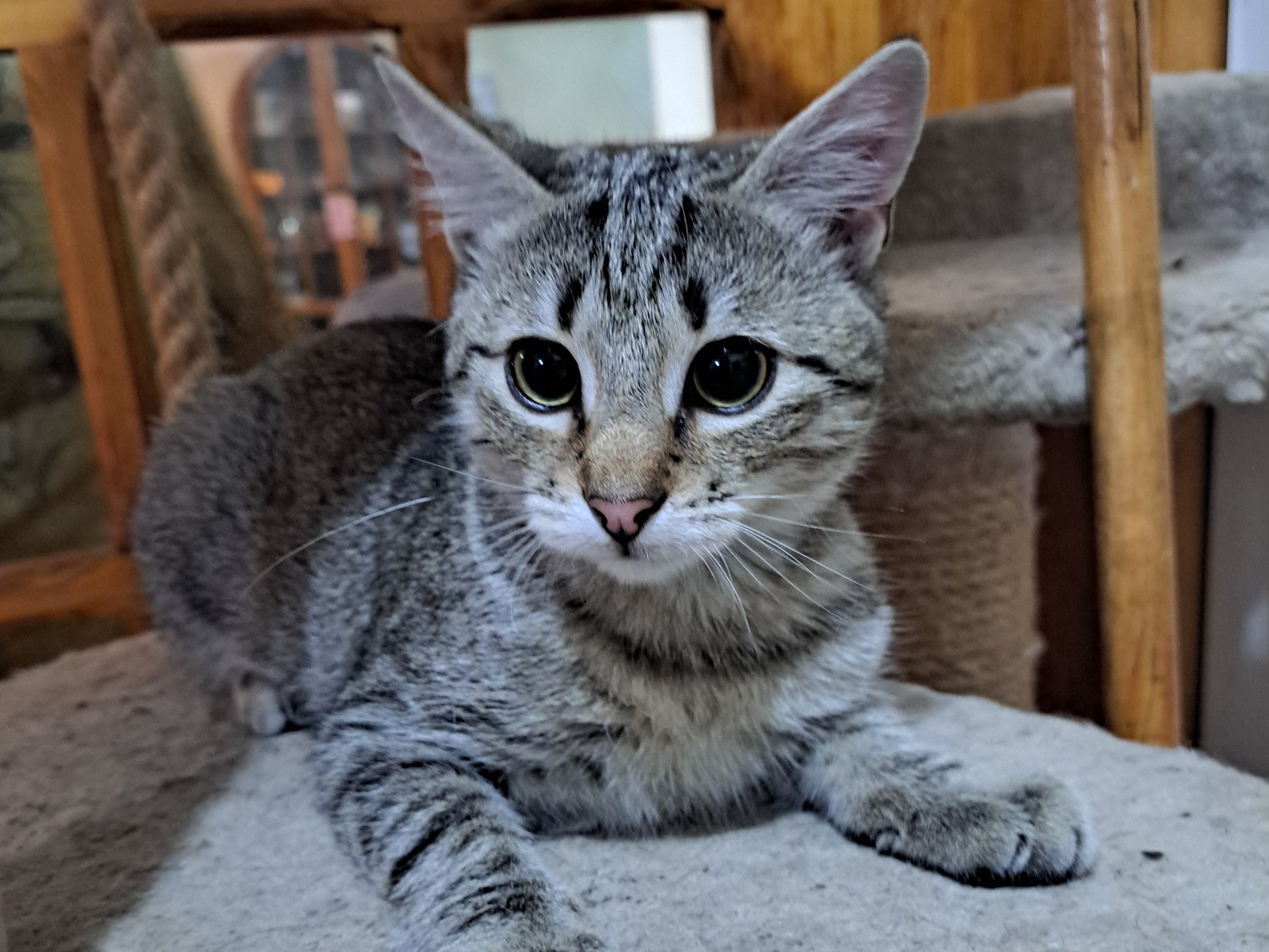 Bobo