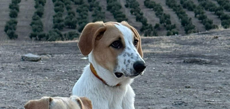 Tina